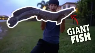 Fishing for MASSIVE Florida snakehead!!!
