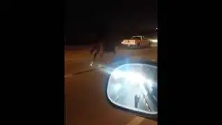 Horse on the Freeway