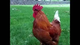 Slipknot Rooster