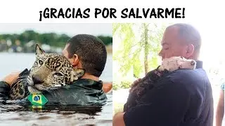7 Animales Que No Olvidaron Agradecer a Sus Rescatistas