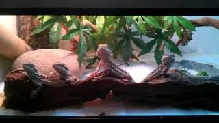 6 week old bearded dragons waving