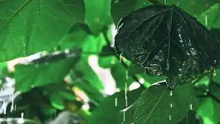 Rainstorm Sounds for Sleep, Studying | Relaxation | Meditation