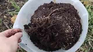 Размножение ежевики Блэк Джем маточным корнем легко и просто.