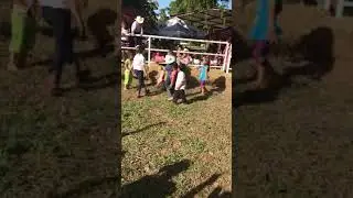 Cochino encebado - Feria ganadera palenque 2019