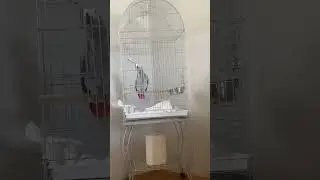 PAŞA SABAHLARI UYUTMUYOR BİZİ 😂😂🦜🦜❤️❤️ #youtube #jako #jakopapağan #animals #