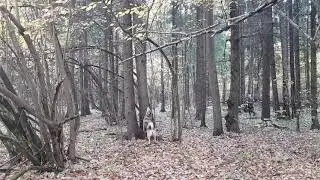 74 е по белке (2/2)
