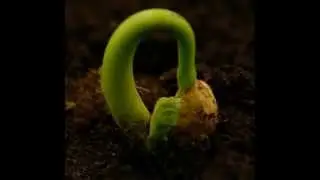Avijjāpaccayā sankhārā