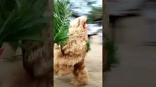 Diwoga malibe 1