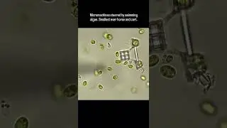 Beauty of micro machines #scitech #science #homesecuritycamera #sciencetechnology #scienceandtech