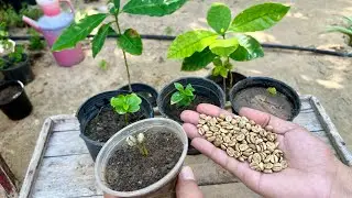 ازرع مئات الشتلات من أشجار البن القهوة من حبوب البن الموجودة بالأسواق 🌿🫘☕️ شتلات بن بالمجان