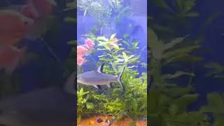Can't believe that paroon Shark 🦈 with small fish