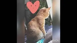 #109 Morning 🐱 cats at batumi