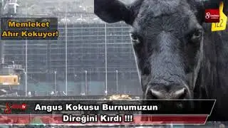 Angus Kokusu Burnumuzun Direğini Kırdı !!! 4 Mayıs 2018 8gunhaber 1