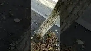 Бабье лето или осень затянулась
