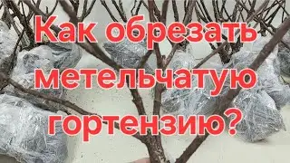Обрезаем Гортензию  