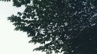 Cinematic Running ||