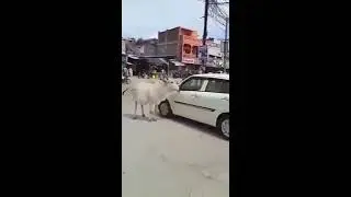 Telangana | Vanaparthy | MRO | Gosala | Cow | TS