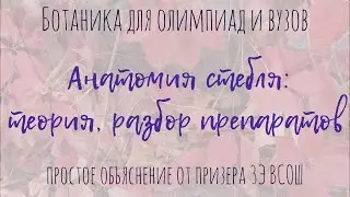 Первичное строение стебля | Узнавание тканей на срезах стебля | Анатомия растений для олимпиад, вуза