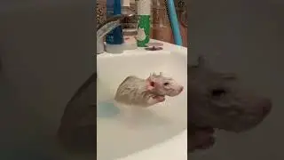 ПОПУ МЫТЬ, ПОПУ МЫТЬ НУЖНО КАЖДЫЙ ДЕНЬ 😜