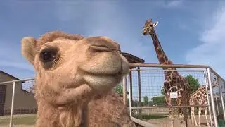 Road Trippin': Boulder Ridge is anything but your average zoo
