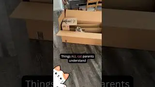 Are you a Cat parent? Do you understand?
