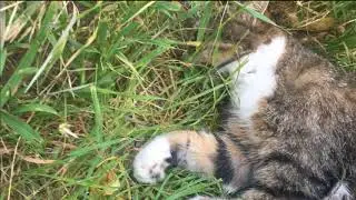 The 60 Day No Contact Project - Day 37-  My Cat Died