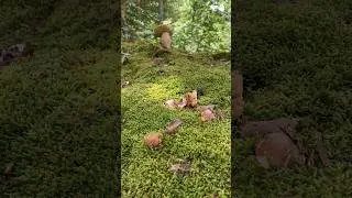bellissima famiglia di funghi porcini #boletus #funghi #cepes #nature #steinpilze #bello #cèpes