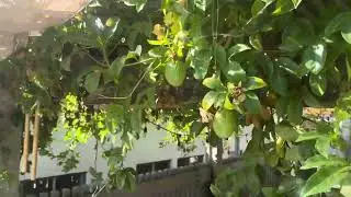 Passion fruit vine with at least a hundred fruits