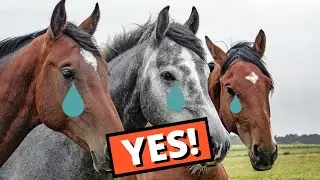 Are there better mounts than horses in D&D?
