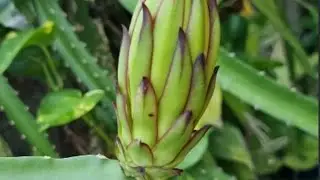 DRAGON FRUIT ( from bud to fruit)