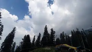 Tall Trees | Kail | Coniferous | Himalayas | #CalmPeace
