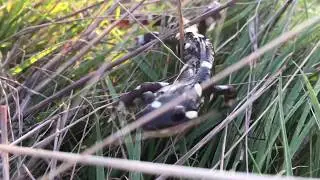 California Tiger Salamander (adult) - in daytime!