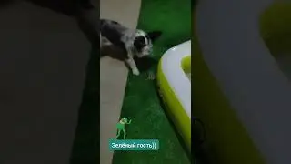 Зелёный гость...