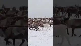 #nomadsofthefarnorthofyamal
