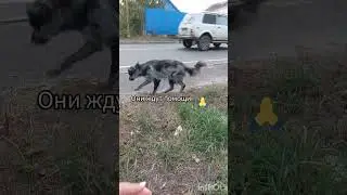 Кроху выбросили на трассе в Курской обл.