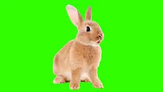 Rabbit🐇 Green screen video free download - Free copyright