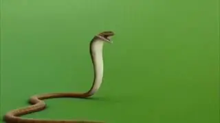 snak green