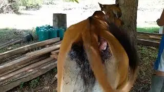 Mengobati Sapi Dari Serangan KUTU GANASSS😱😱
