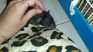 HOW TO EARN A RAT'S TRUST