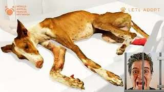 Hunters Try to Put Dog Rescuer in Jail Rescuing Hunting Dogs in Spain - Viktor Larkhill is Arrested!