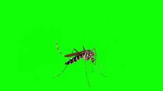 Green Screen Mosquito🦟| No Copyright | Green Screen Insect | Fly Mosquito | Free Download