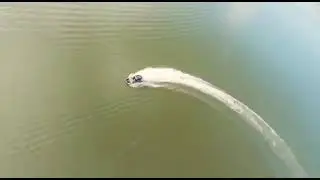Водомет ANP + 1uz1