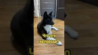 Какой породы наша собака 🐕 