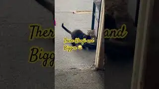 Just cats playing