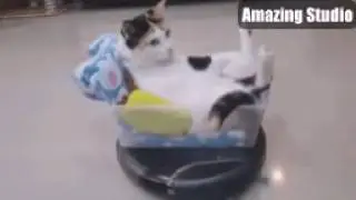 The King Comes - 陛下来了 CAT 猫