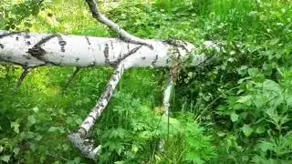 Кочёвка в тайгу 2020