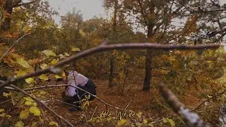 [playlist] for chill autumn day🍂/осінній день в лісі та гриби 🍄