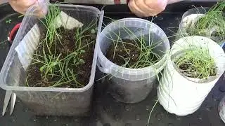 Как я сейчас ухаживаю за рассадой лука и зачем ее обрезаю