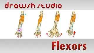 The Flexors