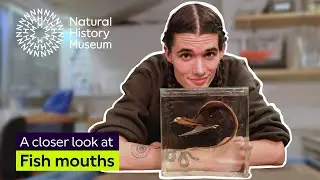 A closer look at fish mouths
